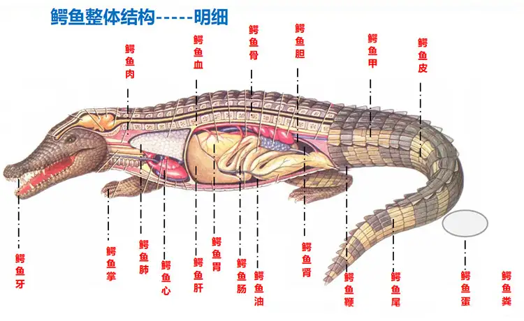 鳄鱼的尾巴作用是什么(鳄鱼的尾巴是用来干啥的)
