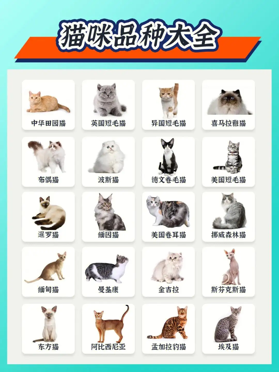 猫有多少种品种图(猫有多少种品种图片及名称)