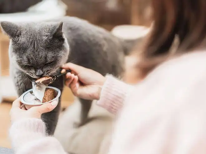 孩子养猫咪的好处(小孩子养猫咪有什么坏处)