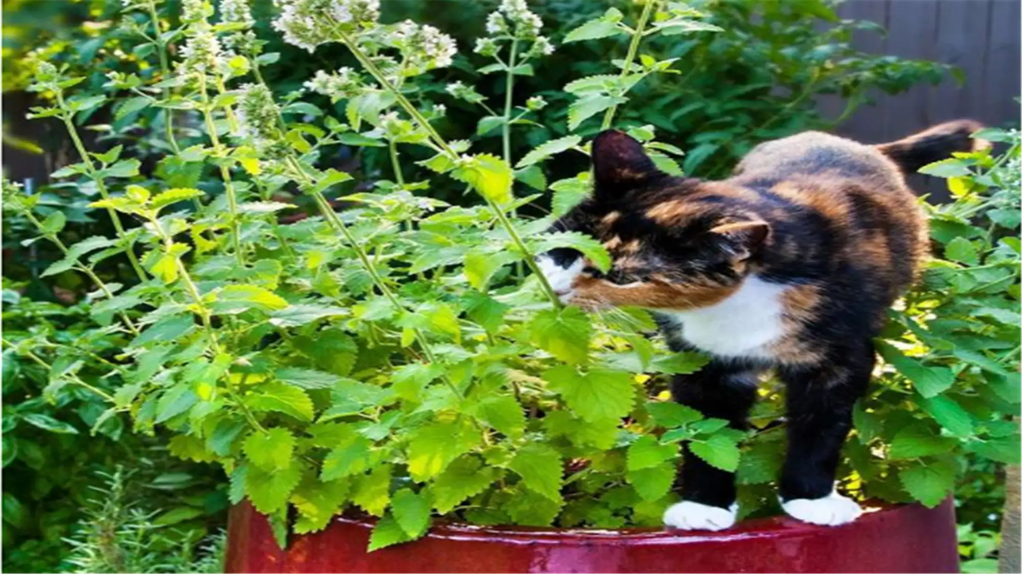 为什么有猫会不喜欢猫薄荷的味道(为什么有猫会不喜欢猫薄荷的味道呢)