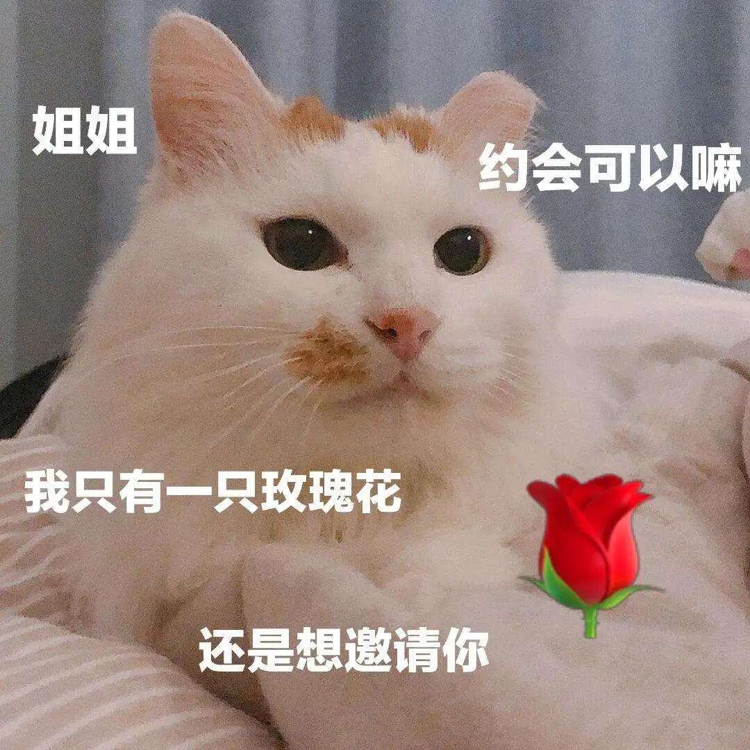 猫能闻玫瑰花的味道吗(猫能闻玫瑰花的味道吗为什么)