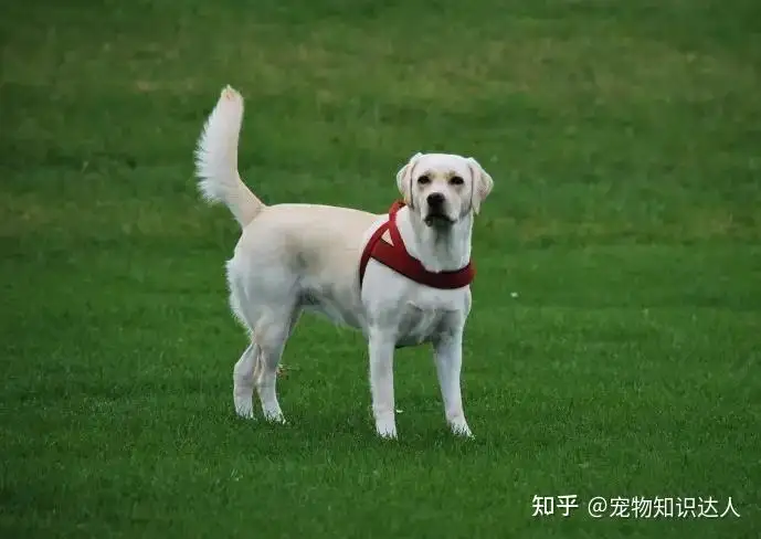 拉布拉多犬怎么喂养好(拉布拉多犬怎么喂养好一点)