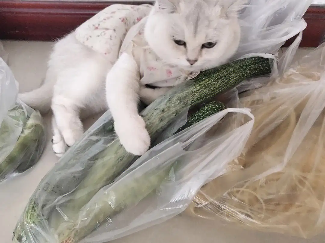 猫咪能吃青瓜吗(猫咪可以吃青菜么)