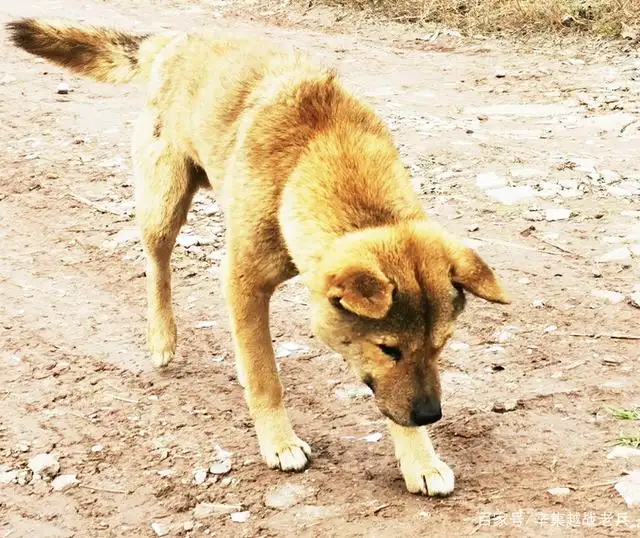 养中华田园犬的坏处(养中华田园犬的坏处是什么)