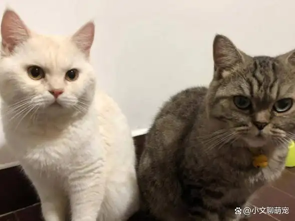 新手养猫适合养公猫还是母猫(新手养猫适合养公猫还是母猫呢)