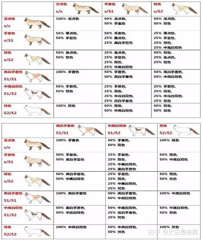 布偶猫的价格多少(布偶猫价格多少钱一只纯种)