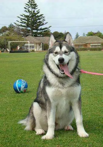 买一只阿拉斯加犬要多少钱(买一个阿拉斯加幼犬需要多少钱)