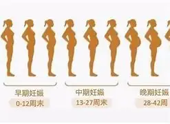 怀孕几个月成型(怀孕几个月成型小孩)