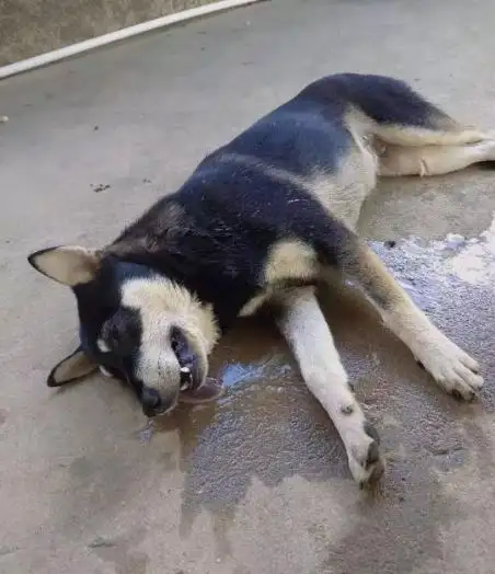 养中华田园犬的坏处(养中华田园犬的坏处是什么)