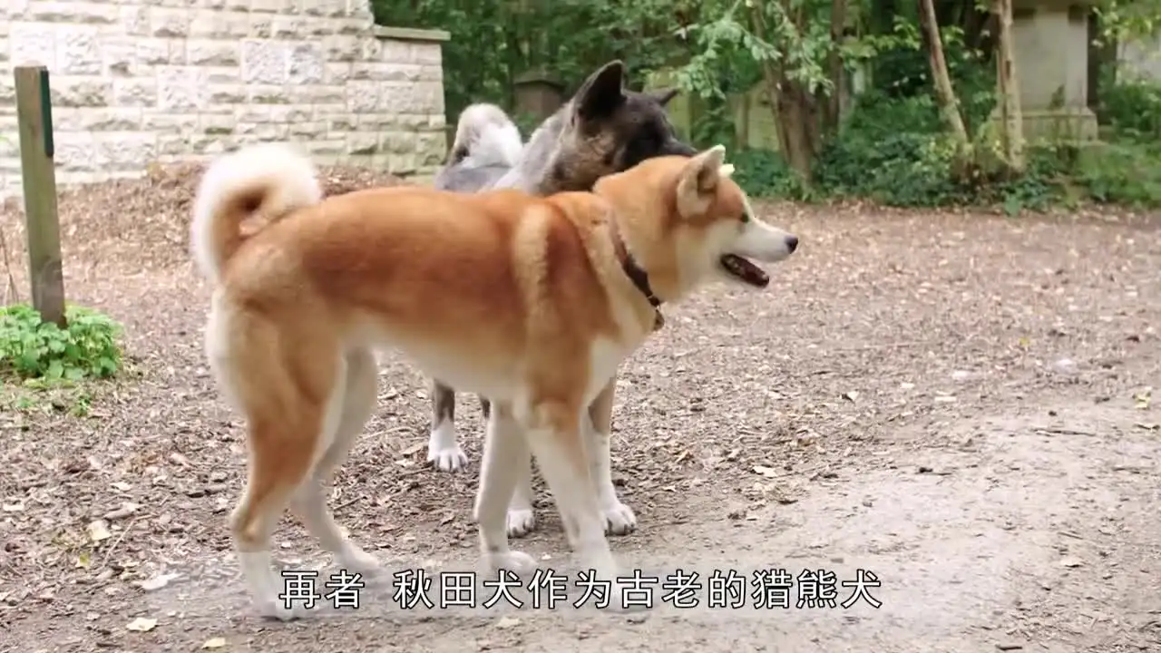 忠犬八公中国的狗(忠犬八公中国狗狗品种)