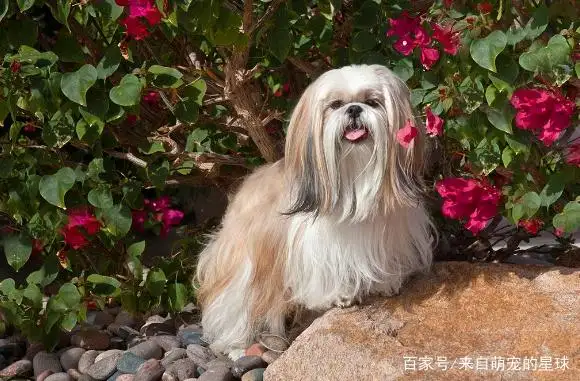 贵的小型犬(贵的小型犬有哪些)