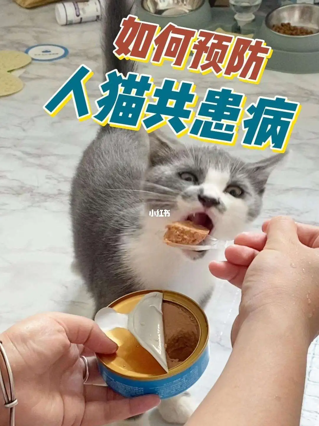 猫和人共患的疾病有多少种(猫和人有什么直接传染的疾病)