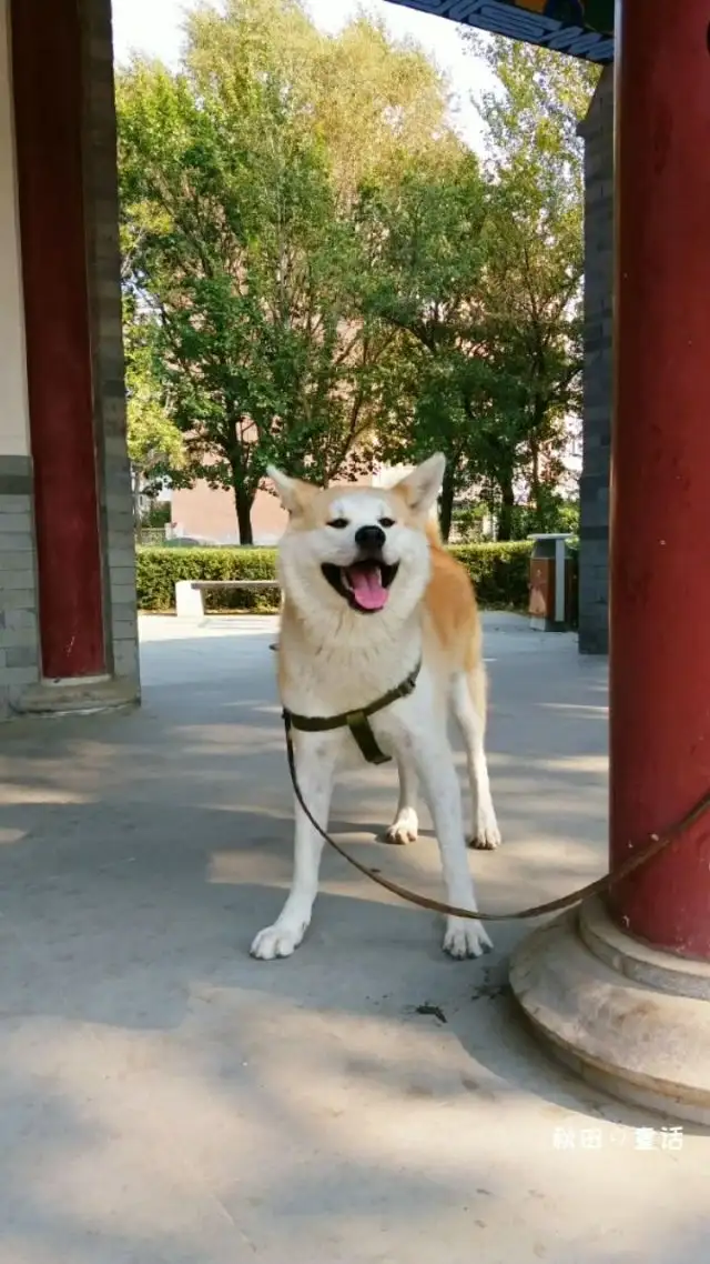 秋田忠犬八公(秋田犬的电影之忠犬八公)