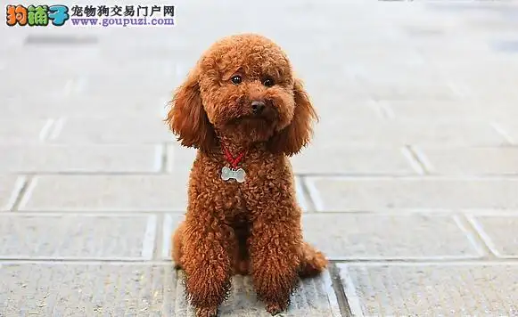 比熊犬跟泰迪的区别(比熊犬和泰迪是一个品种吗)