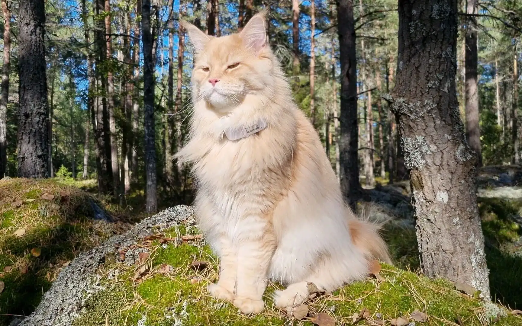 缅因猫挪威森林猫(缅因猫挪威森林猫西伯利亚猫)