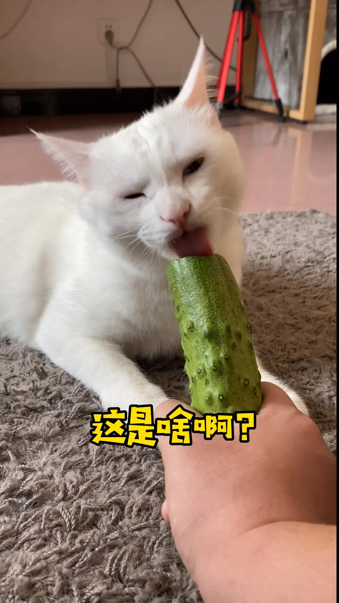 猫怕不怕黄瓜(猫咪怕黄瓜吗?)