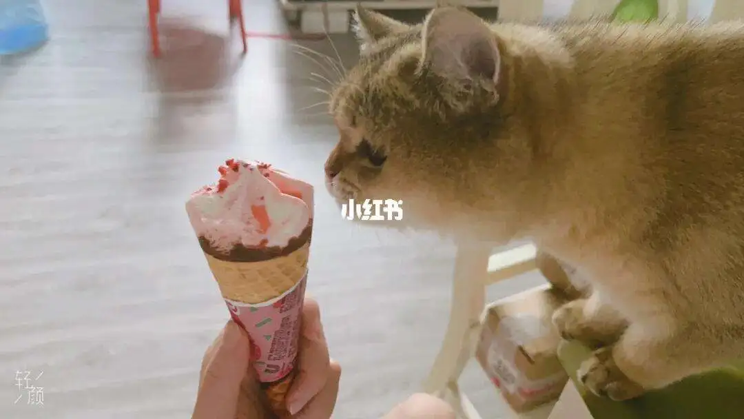 宠物猫可以吃冰淇淋吗(宠物猫可以吃冰淇淋吗为什么)