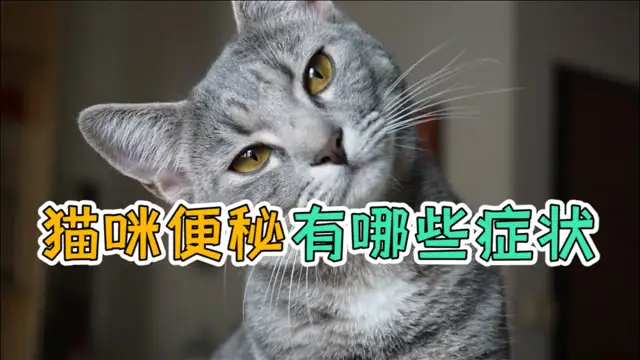 猫便秘是什么样子(猫便秘是什么样子的)