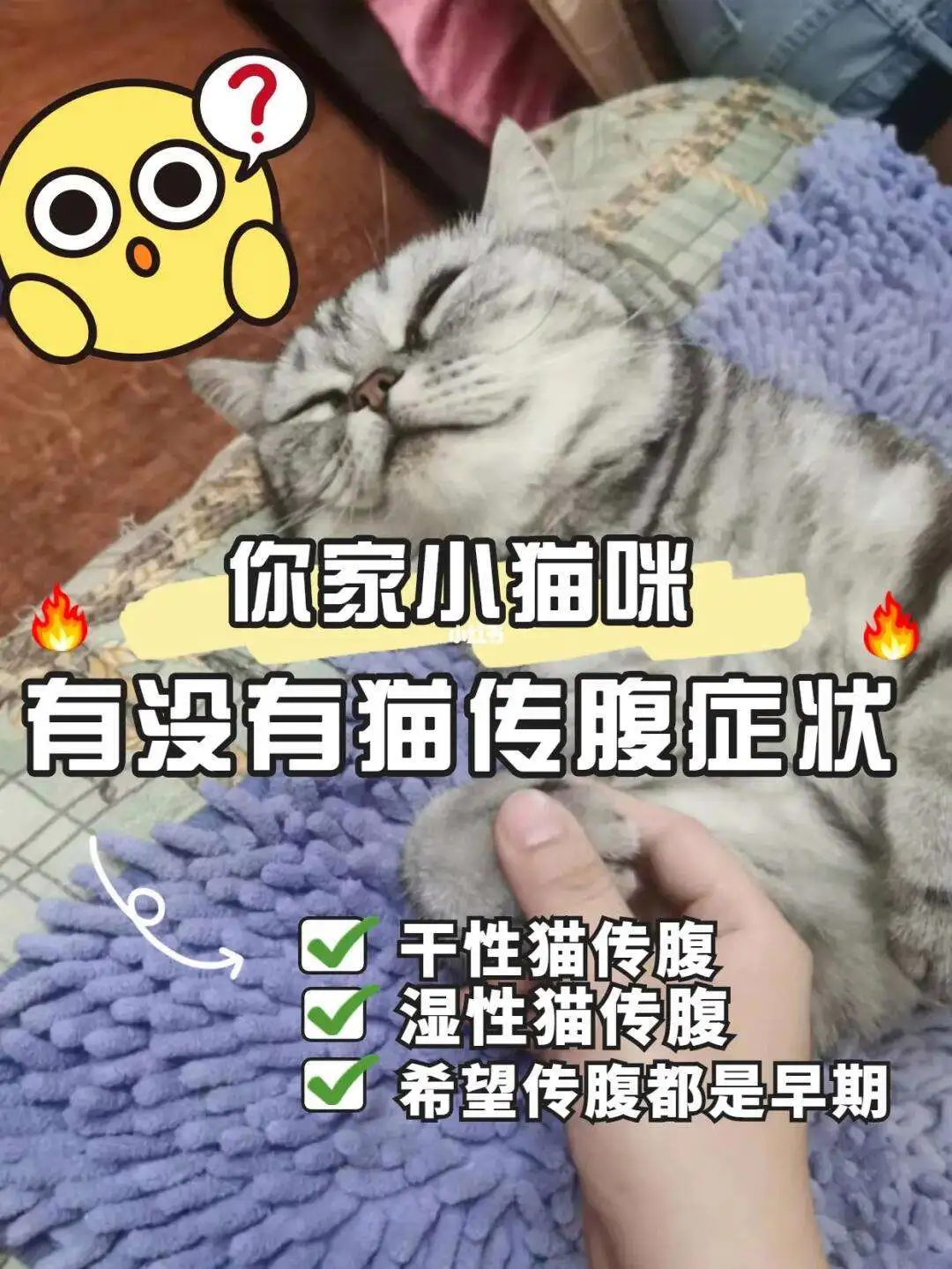 猫传腹传染性有多强(猫传腹传染人有什么症状)