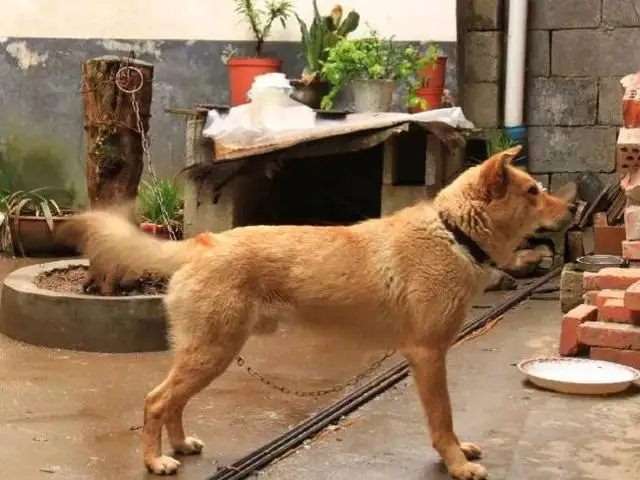 农村里的中华田园犬(中华田园犬老祖宗留下的规矩)