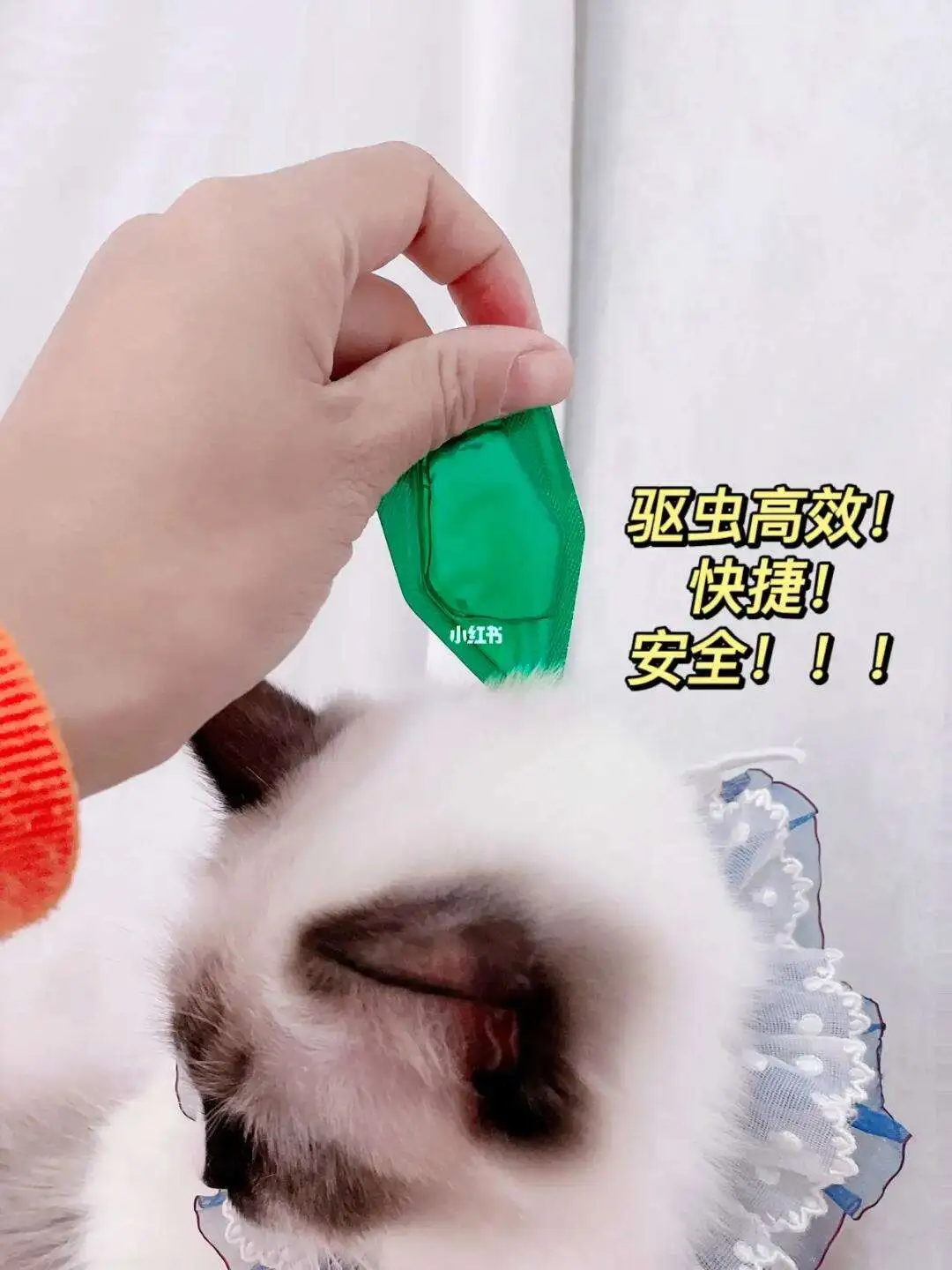 宠物猫怎么做驱虫(宠物猫怎么做驱虫视频)