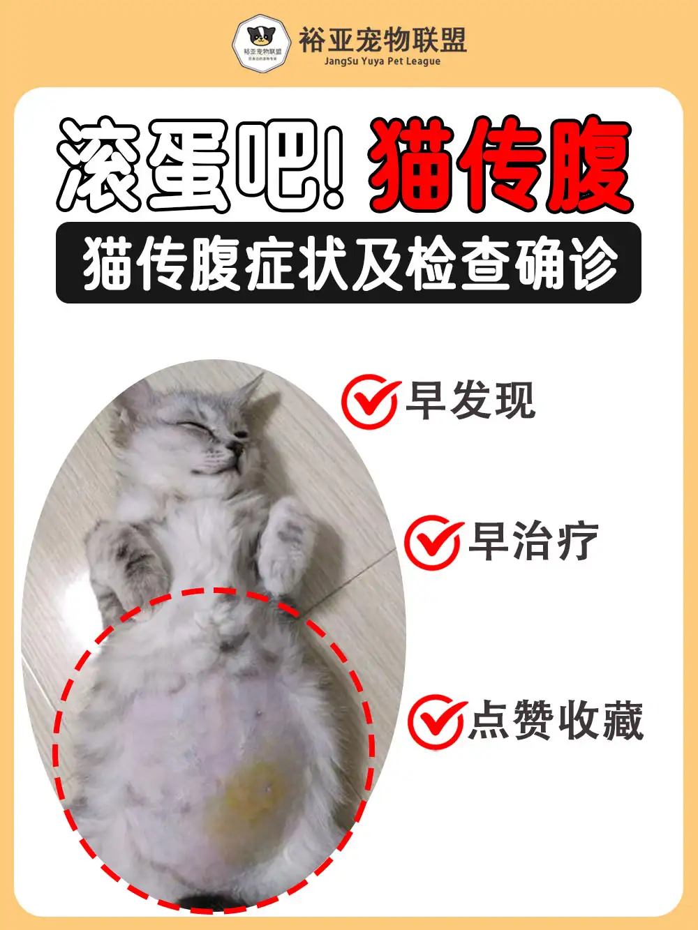 猫得传腹的症状(猫得传腹的几率大不大)