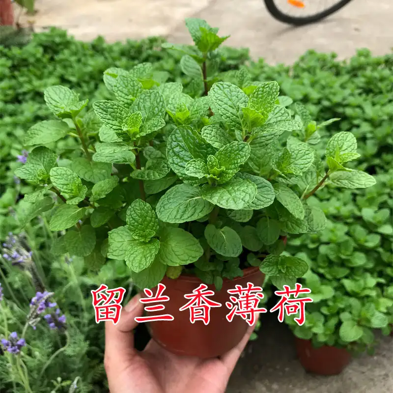 猫薄荷哪种好?(猫薄荷哪种好一点)