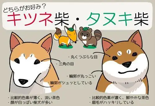 日本狗秋田犬和柴犬区别(柴犬可以吃什么水果和蔬菜)