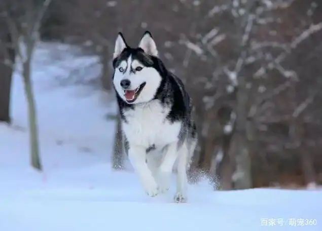 怎样养好哈士奇(怎样养好哈士奇幼犬)