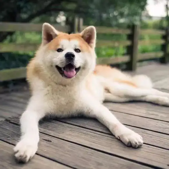 秋田犬别名(秋田犬是名犬吗)