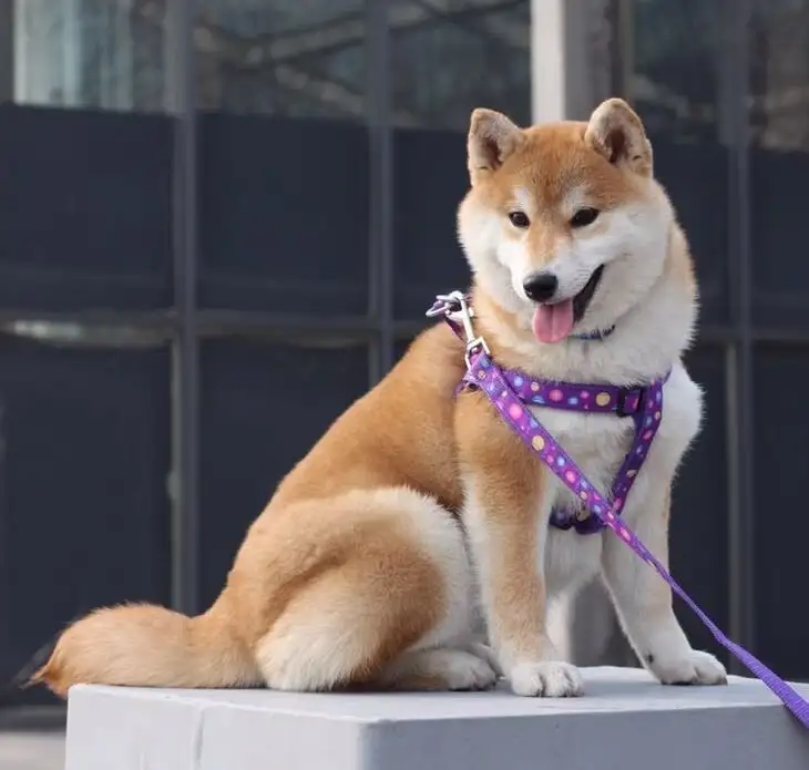 秋田犬体型(秋田犬体型对照表)