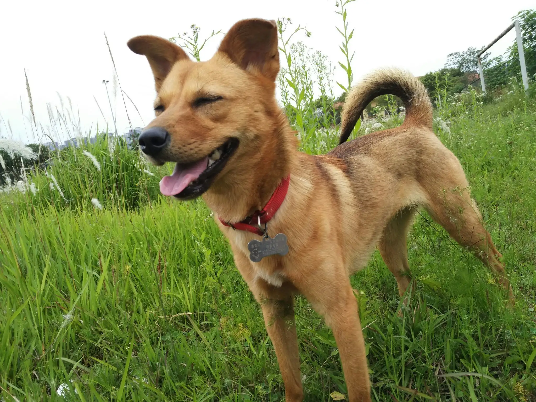 了解中华田园犬(关于中华田园犬的介绍)