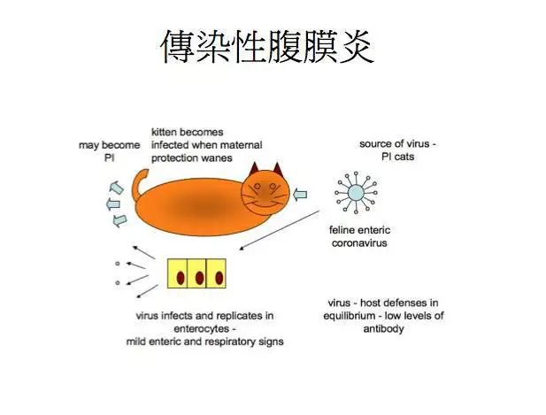 猫传腹是什么意思?(猫传腹有什么最好的办法治疗)