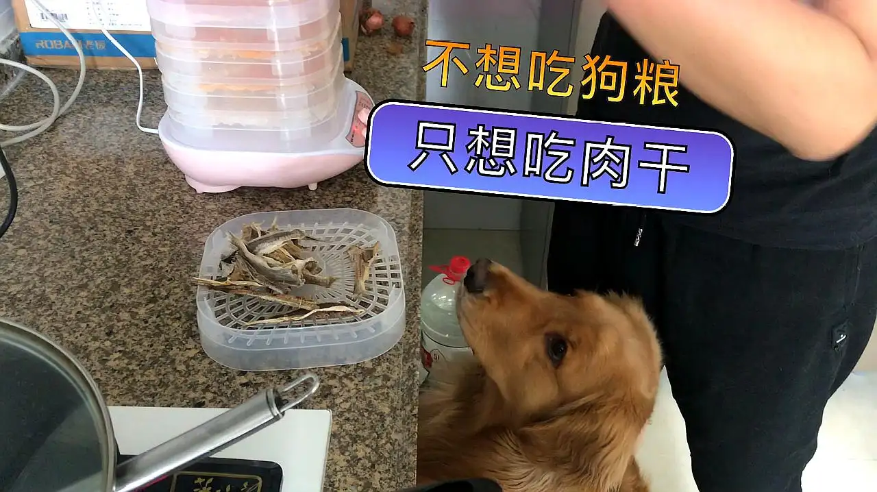 金毛幼犬只能吃狗粮吗(幼犬第一次驱虫最佳时间)