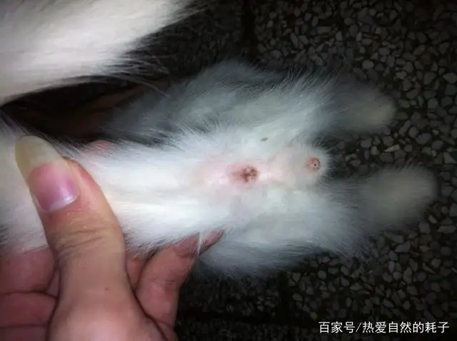 小公猫和小母猫怎么区分(小公猫和小母猫怎么区分的)