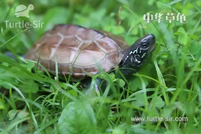 饲养宠物龟的好处(饲养宠物龟需要注意什么)