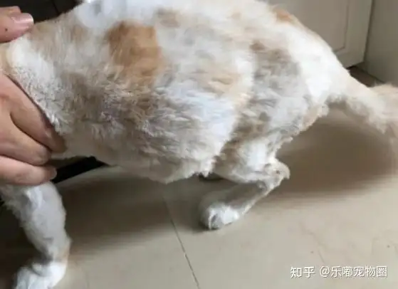 猫传腹有什么表现(猫传腹的症状是什么)