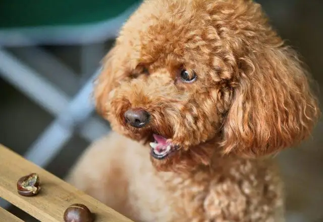 小型泰迪犬寿命(小型泰迪犬能长到几斤)