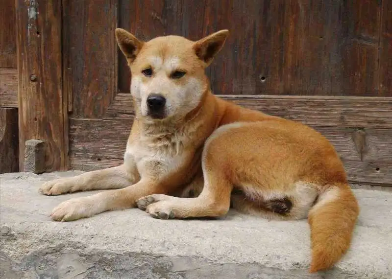 中华田园犬和土狗有什么区别(中华田园犬和土狗有什么区别?)