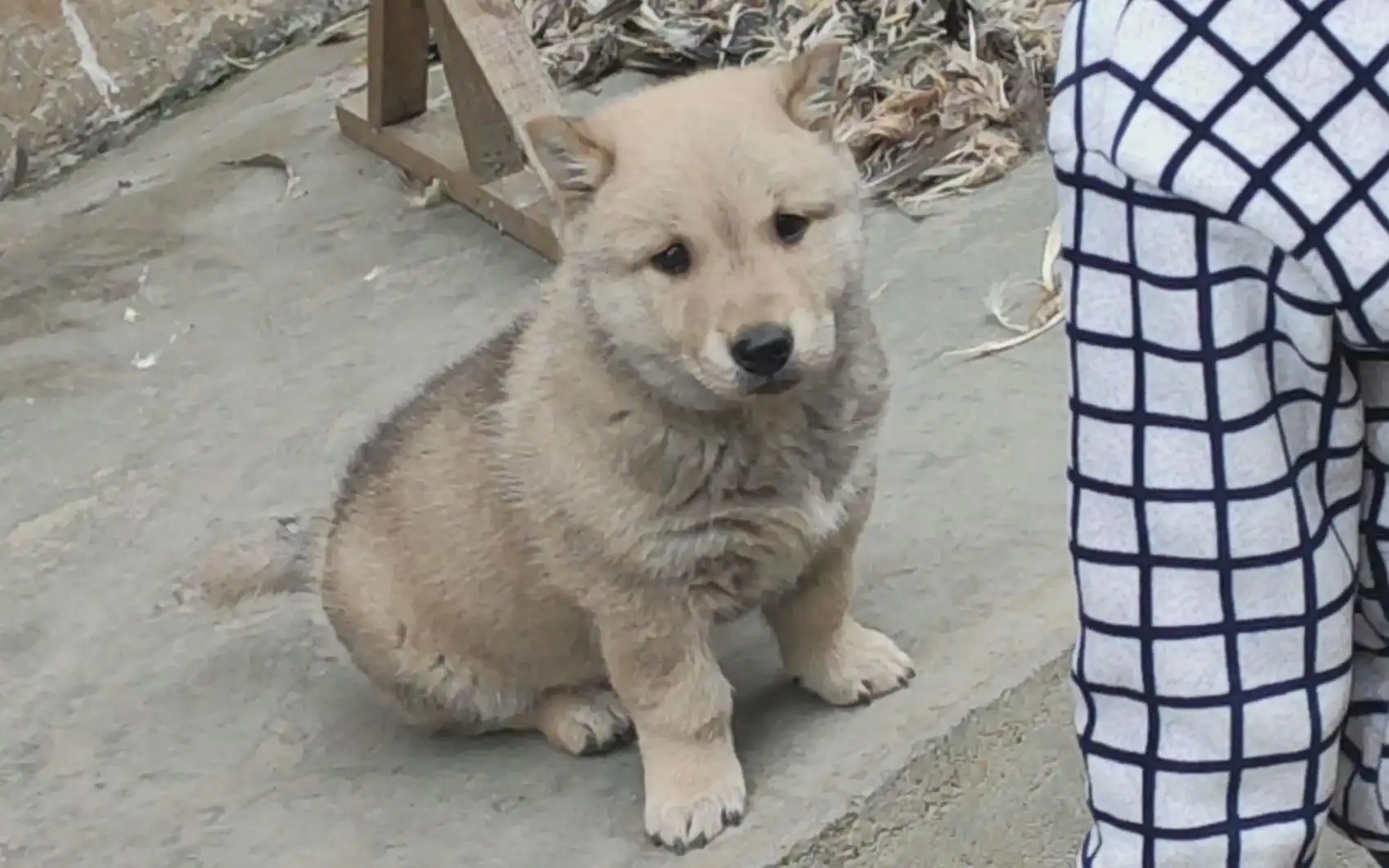 土狗寿命有多长(土狗的寿命一般多长)