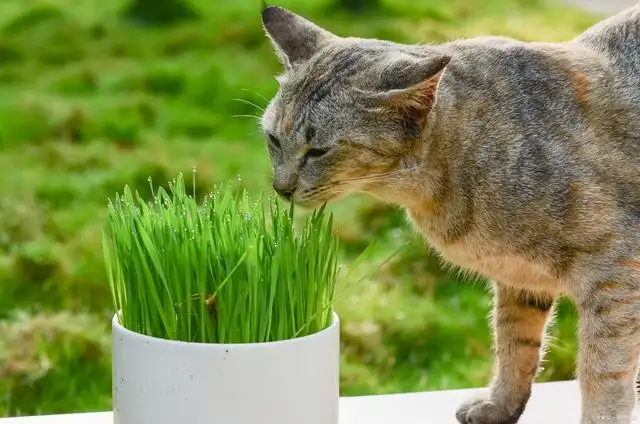 猫咪喜欢吃猫草(猫咪吃猫草后呕吐)