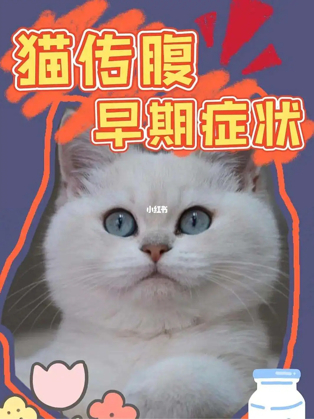 猫传腹有什么表现(猫传腹的症状是什么)