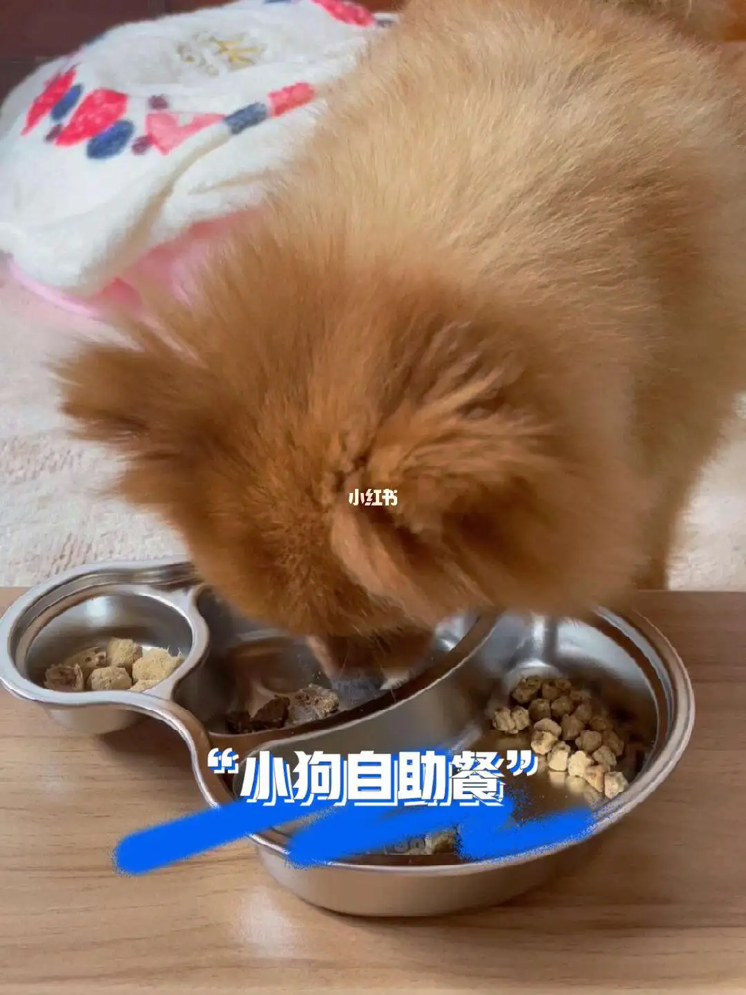 博美幼犬吃什么狗粮(博美吃什么水果和蔬菜)