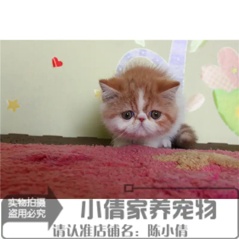 宠物猫多少钱一只幼崽(宠物猫多少钱一只幼崽图片)