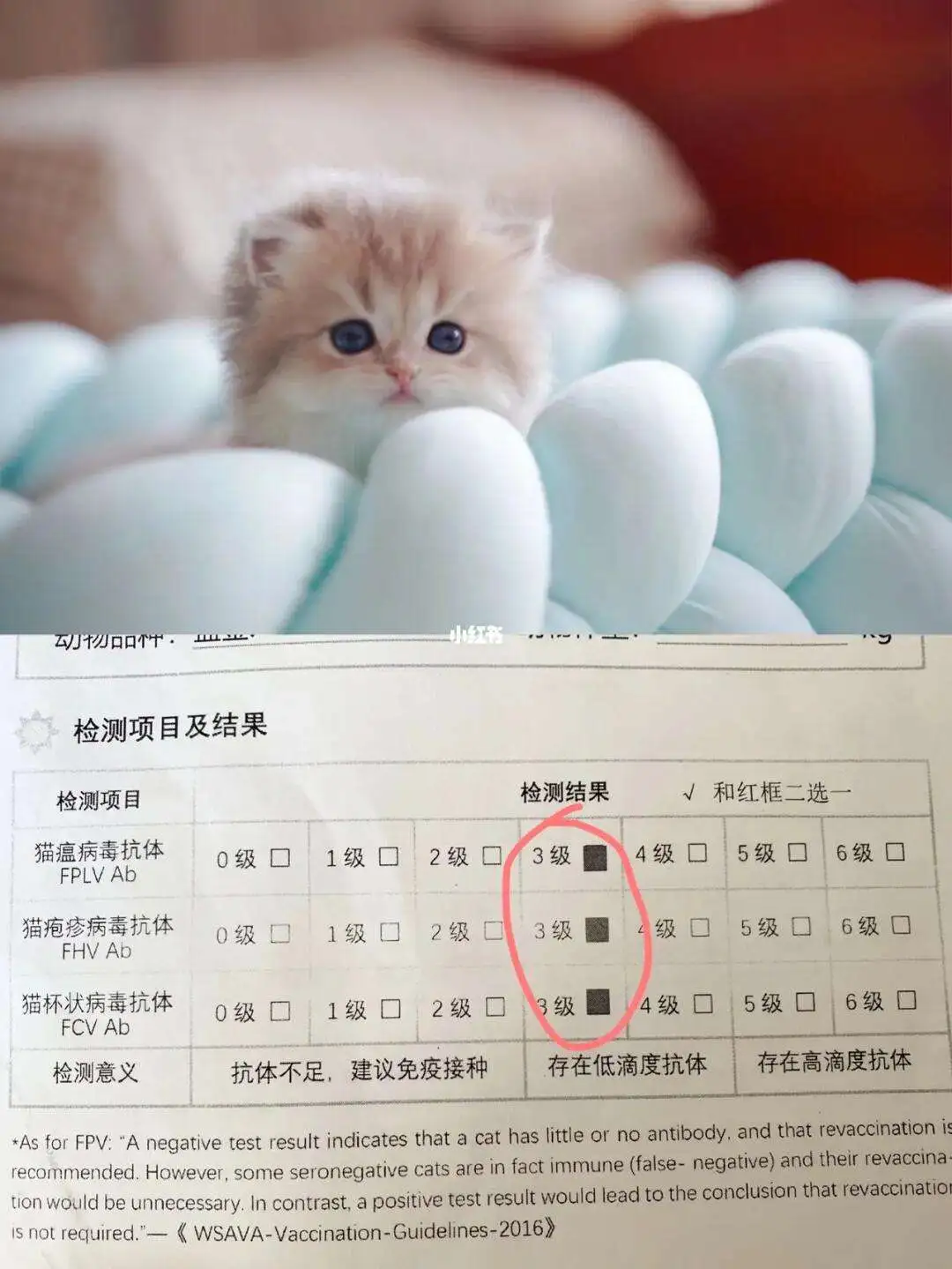 小猫接种疫苗多少钱一针(小猫疫苗需要打几针多少钱)