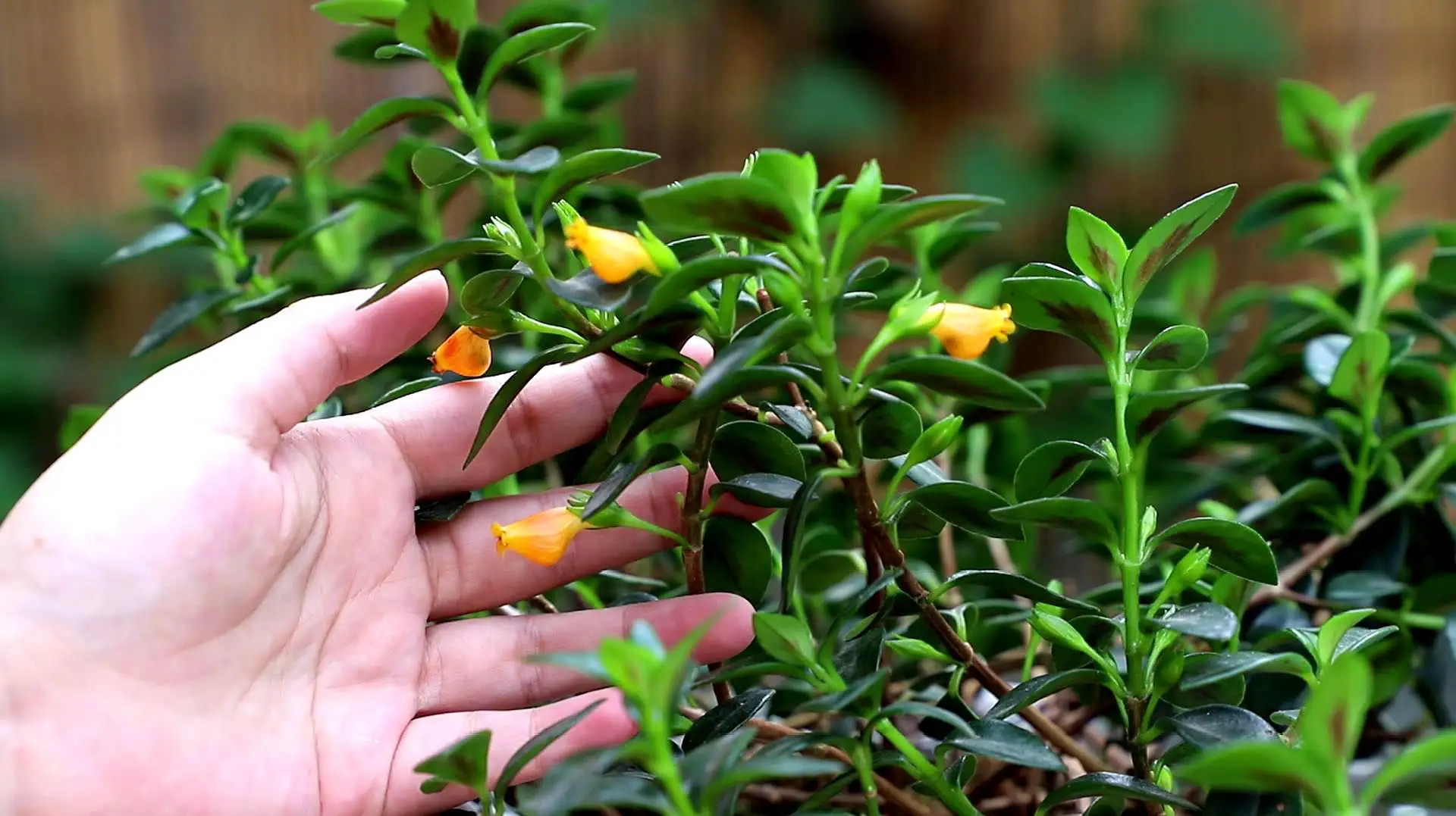 植物小金鱼怎么养才能活得长久(植物小金鱼怎么养才能活得长久一点)