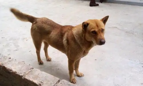 中华田园犬和土狗有什么区别(中华田园犬和土狗有什么区别?)