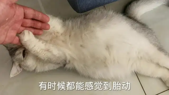 猫怀孕几天(猫怀孕几天才能生宝宝)