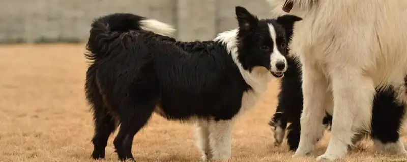 养边境牧羊犬吗(养边境牧羊犬需要准备什么东西)