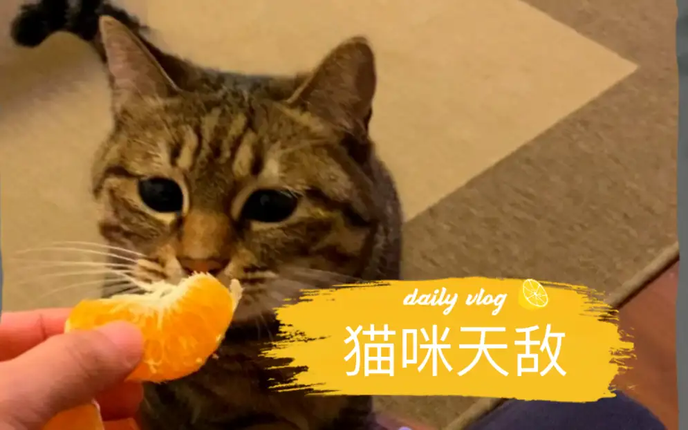 猫咪最怕的味道(宠物猫怕什么味道)